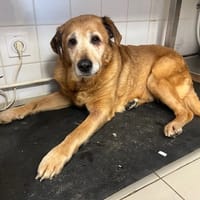 DIANE, chienne à adopter