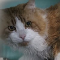 squirrel, chat à adopter