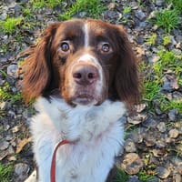 VIMPY, chien à adopter