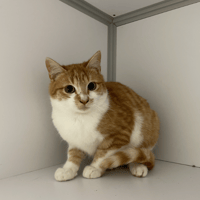 SIOUX, chat à adopter