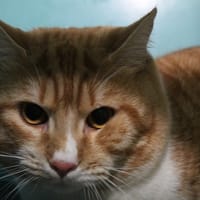 mimi dit minouche, chat à adopter