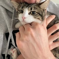 Mai, chatte à adopter