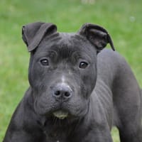 POLO CHAO, chien à adopter