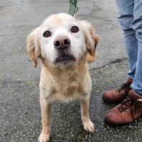 SISSI, chienne à adopter