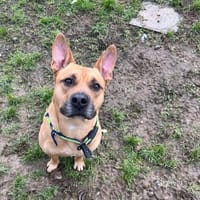 SCOUBY, chien à adopter