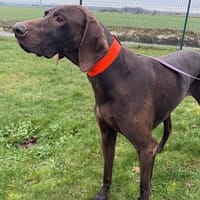 LISON, chienne à adopter