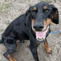 PIKE, chien à adopter