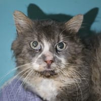 HECTOR, chat à adopter