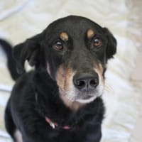 SYLVESTRE, chien à adopter