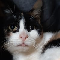 Musaraigne, chatte à adopter