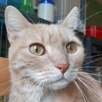 Chace (réservé), chat à adopter