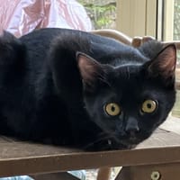 COMETE PAB28396, chatte à adopter