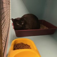 GLISSADE, chatte à adopter