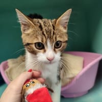 PAVONES QCT (réservé), chat à adopter