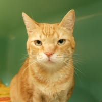 CARINA PAB28421, chat à adopter