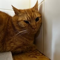 Murphi, chat à adopter