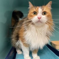 sacha, chatte à adopter