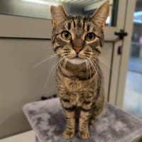 ALASKA, chatte à adopter