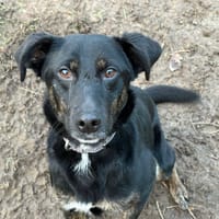 UNO, chien à adopter