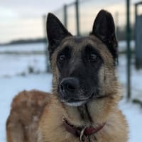 SANDRO, chien à adopter