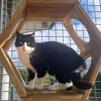 RHODO QCT, chat à adopter