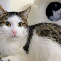 ROCKET, chat à adopter