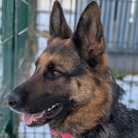 SHAY, chienne à adopter