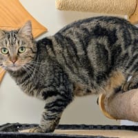 PATTY, chatte à adopter