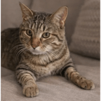 TOONY, chat à adopter