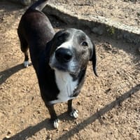 Angel, chien à adopter