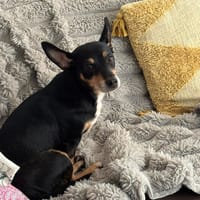 Patchouli, chienne à adopter