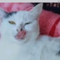 Victoria, chatte à adopter