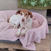 PILKA, chienne à adopter
