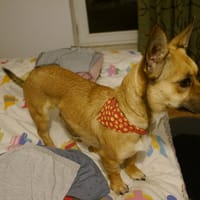 Jodie, chienne à adopter