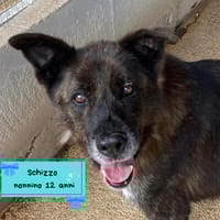SCHIZZO, cane da adottare