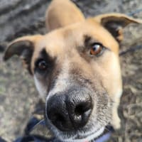 Goździk, pies do adopcji