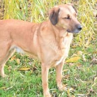 Sanft, kinderlieb mit offenem Wesen ..., Hund zur Adoption