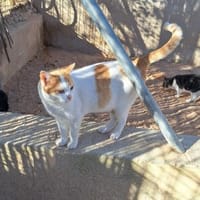Sanfter Kater Pepe, Kater zur Adoption