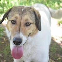 Toller, ausgeglichener, sozialer Boie, Hund zur Adoption