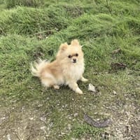 Cookie ein kleines Pomeranien Mädchen, Hündin zur Adoption