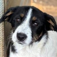 XYRIA-wunderschöne Jung-Hündin,35 cm, Hündin zur Adoption