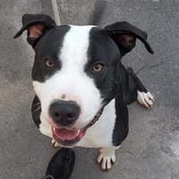 Rocky, Hund zur Adoption