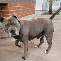 Jako, Hund zur Adoption