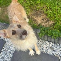 Kiki - die liebe Grinsemaus, Hündin zur Adoption