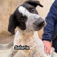 SOLARIA, Hündin zur Adoption