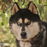 MALAKAI, Hund zur Adoption