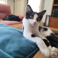 Junges Katerduo Elis und Piruleta, Kater zur Adoption