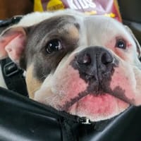 Lala, Hündin zur Adoption