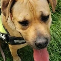 Elly, Hündin zur Adoption