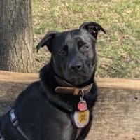 Zuhause gesucht für Leno, Hund zur Adoption